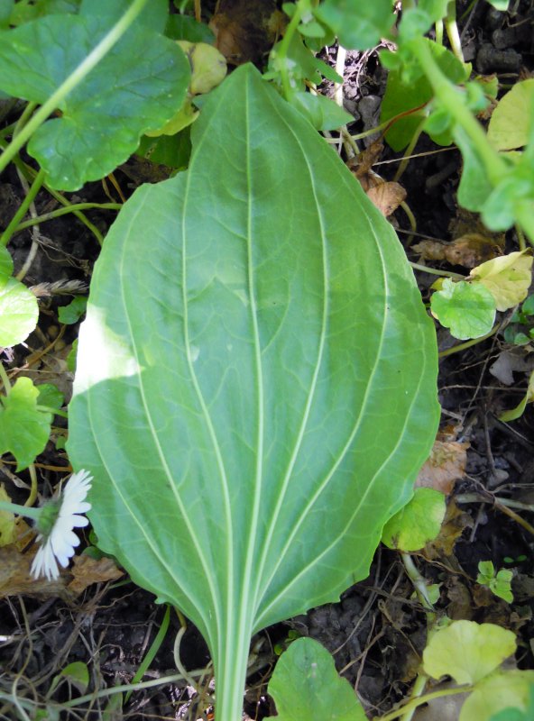 Plantago major